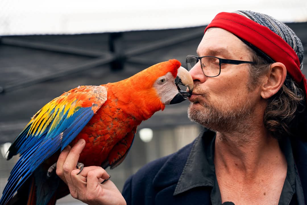 The Importance of Socialisation in Parrot Training