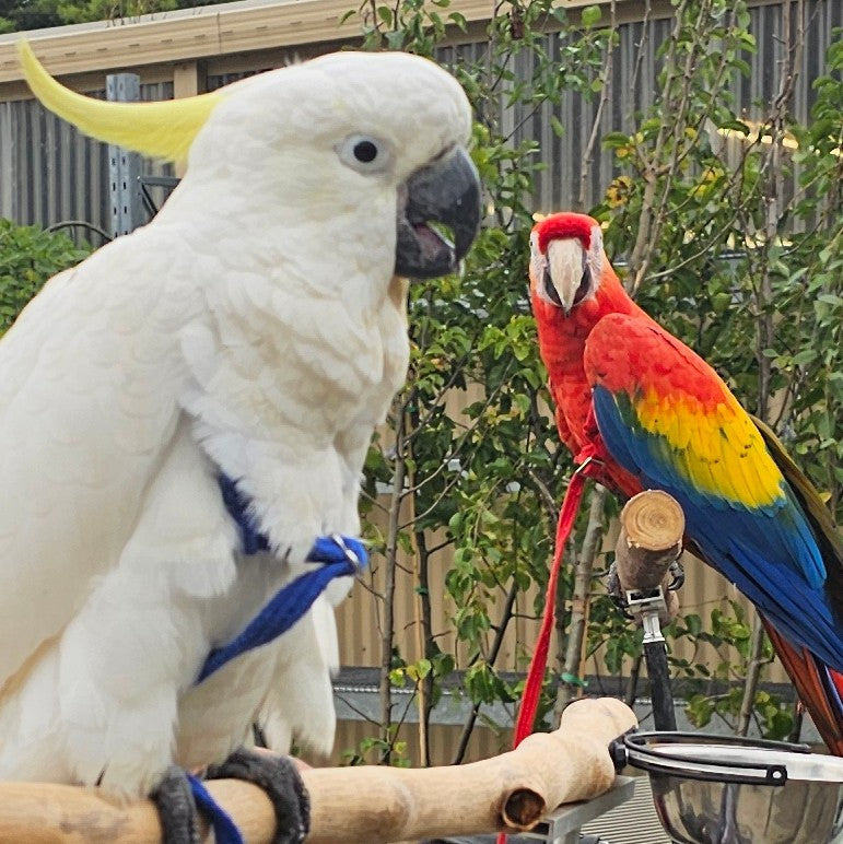 A Birds Perspective on Harnesses