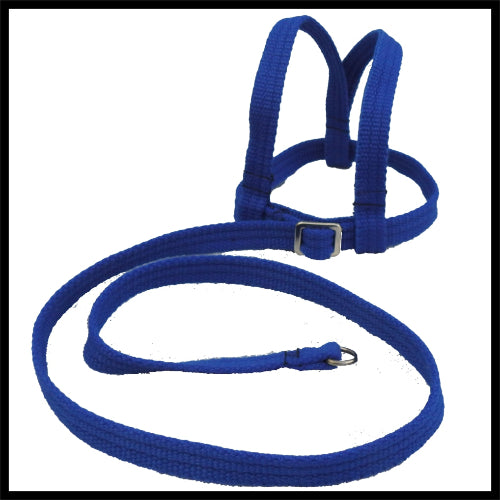 A blue woven fabric bird harness with stainless steel D-rings and adjustment buckles