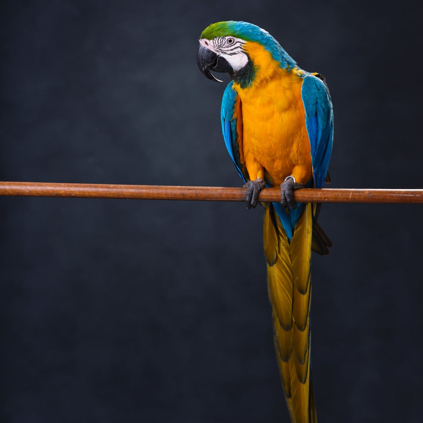 Apllo the Blue & old Macaw
