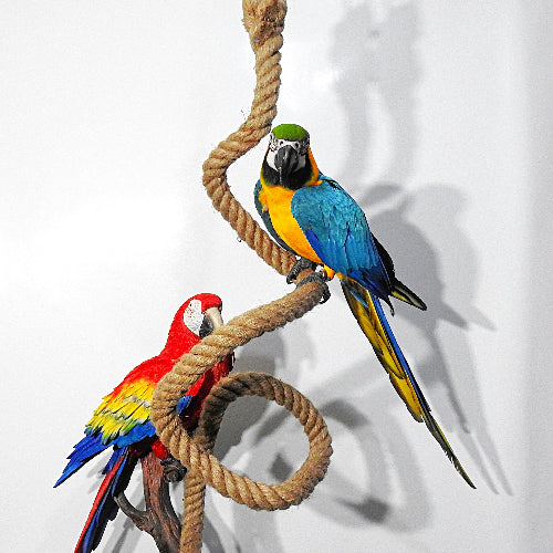 Apollo the Blue and Gold Macaw perched on the Majick Feathers Super Dooper Jumbo Boing