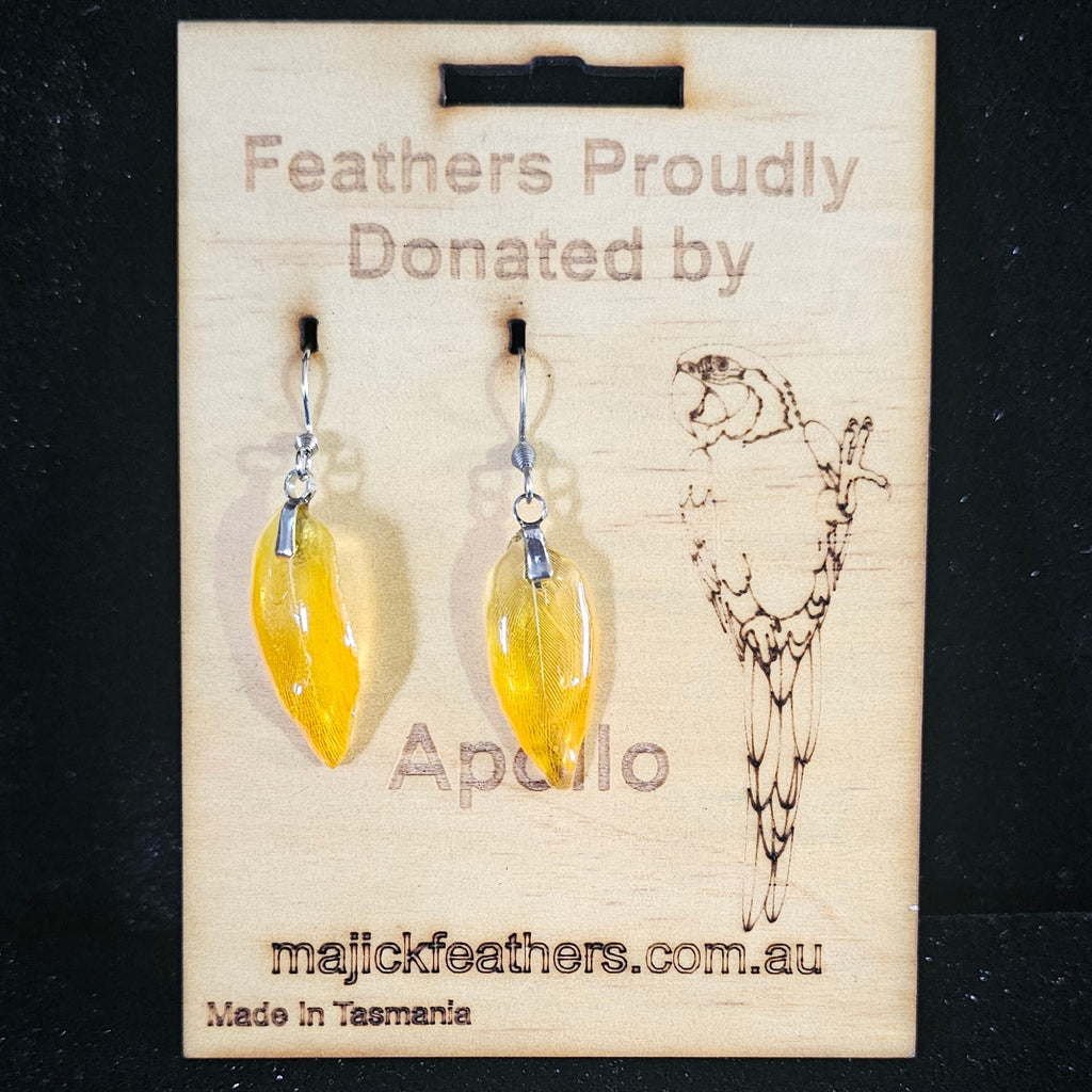 Apollo Blue & Gold Macaw Feather Earrings | Handmade Parrot Feather Jewellery | MF-ER-1009
