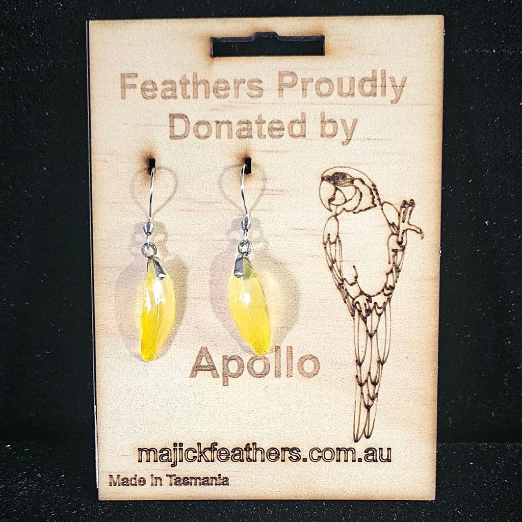 Apollo Blue & Gold Macaw Feather Earrings | Handmade Parrot Feather Jewellery | MF-ER-1011
