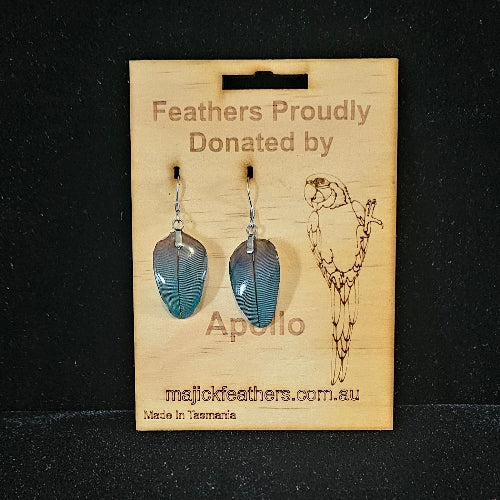 Naturally moulted feathers from Apollo made into earrings