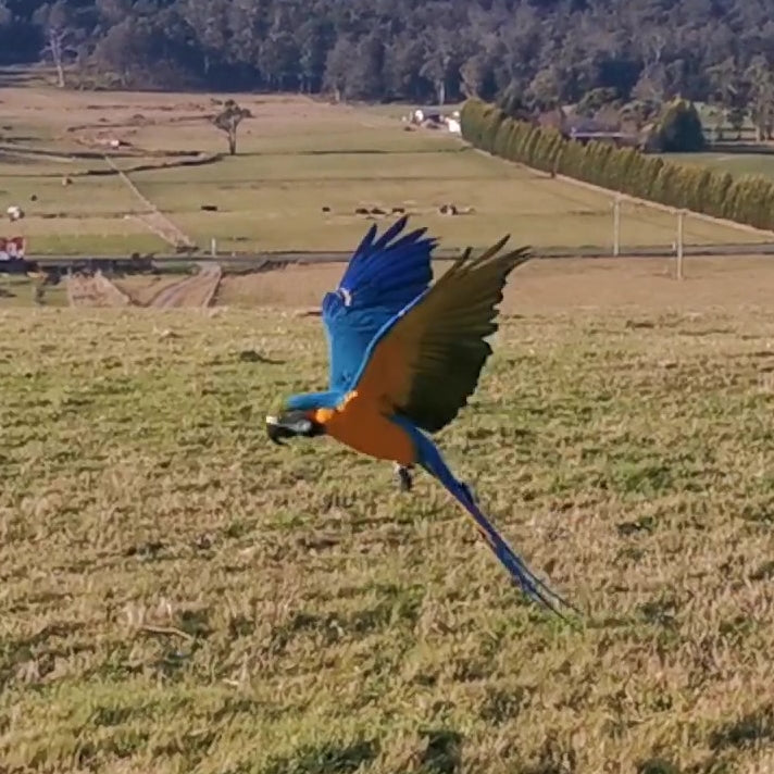 Apollo Free Flying