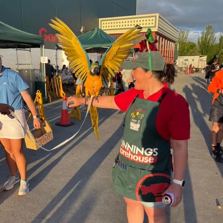 Apollo at Bunnings