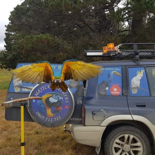 Apollo taking flight from the Suzuki Birdy Bus