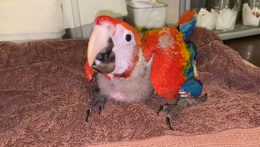 A colorful parrot with red, orange, blue, and green feathers sitting on a brown textured towel indoors.