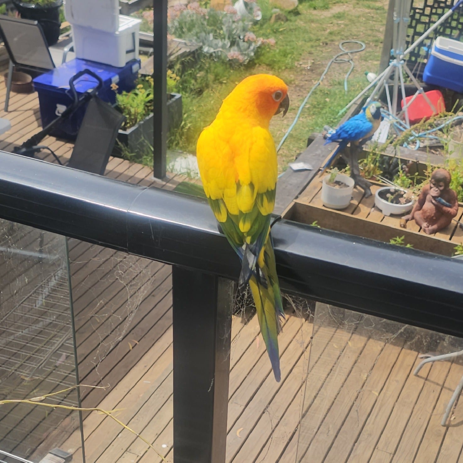 A bright yellow and green parrot perched on a black metal railing of a glass balcony, overlooking a wooden deck and backyard patio area.