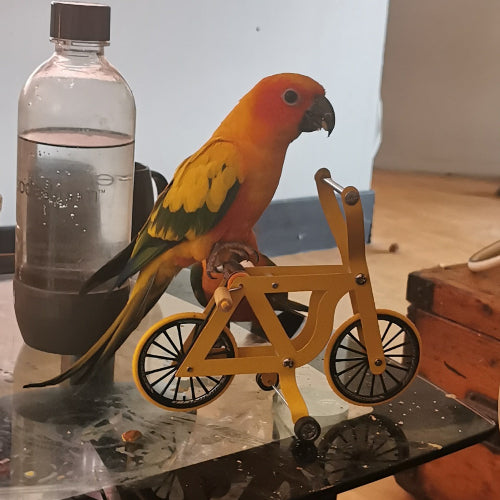 A small parrot perched on a miniature yellow bicycle stand on a glass table, with a clear plastic water bottle beside it in an indoor setting.