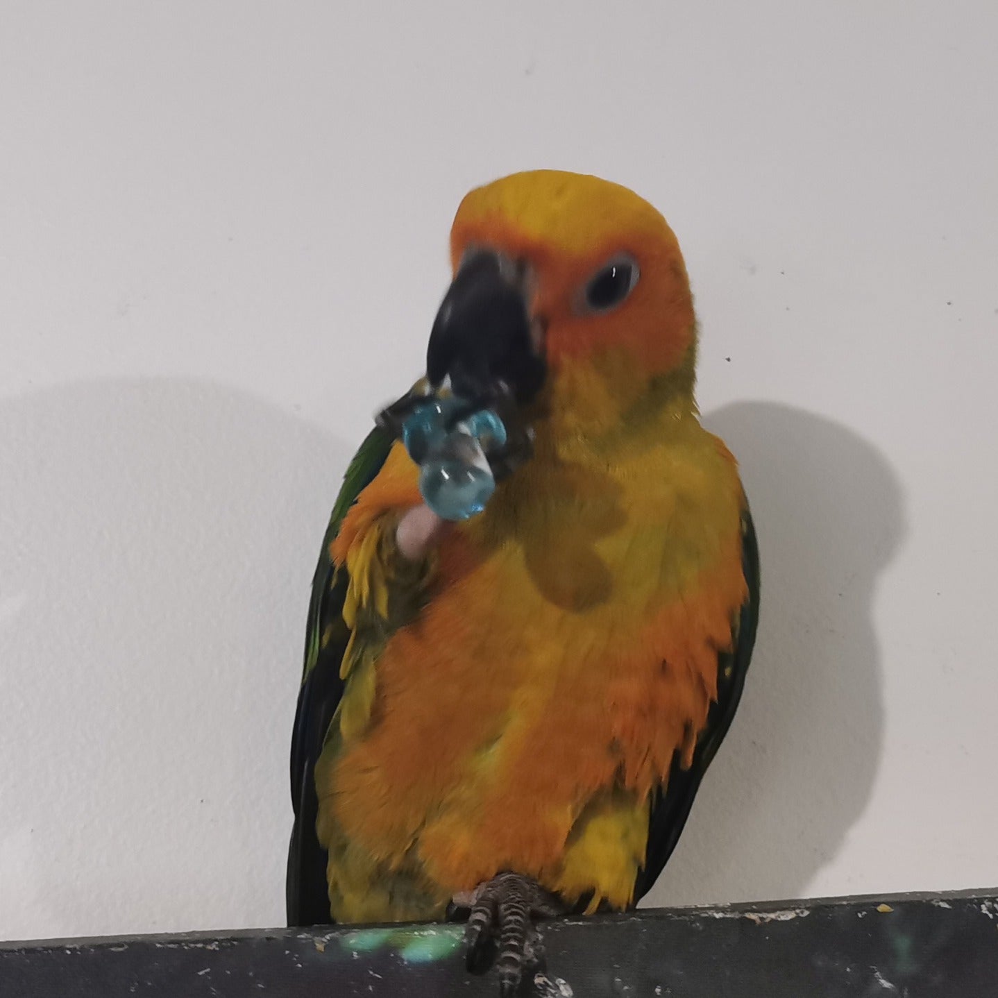 A close-up of a sun conure parrot with bright orange, yellow, and green feathers, holding a small blue object in its beak against a plain light background.