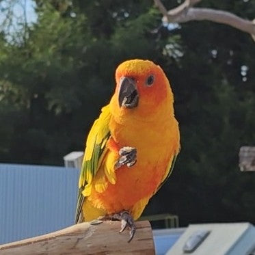 A bright yellow and orange sun conure parrot perched on a wooden post outdoors, with green trees and a blue structure in the background.