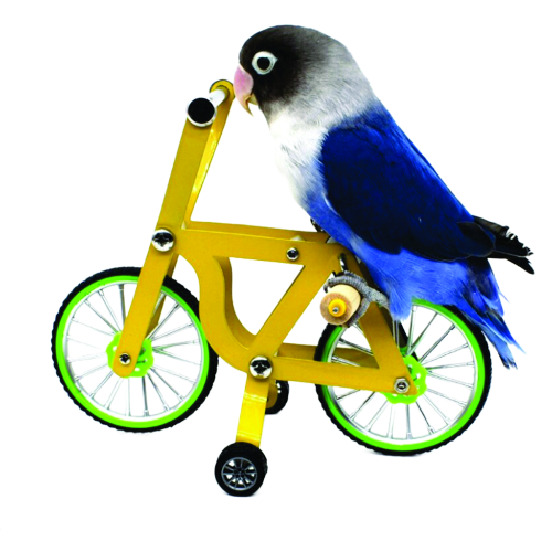 A small blue and white lovebird perched on a miniature yellow bicycle with bright green rims