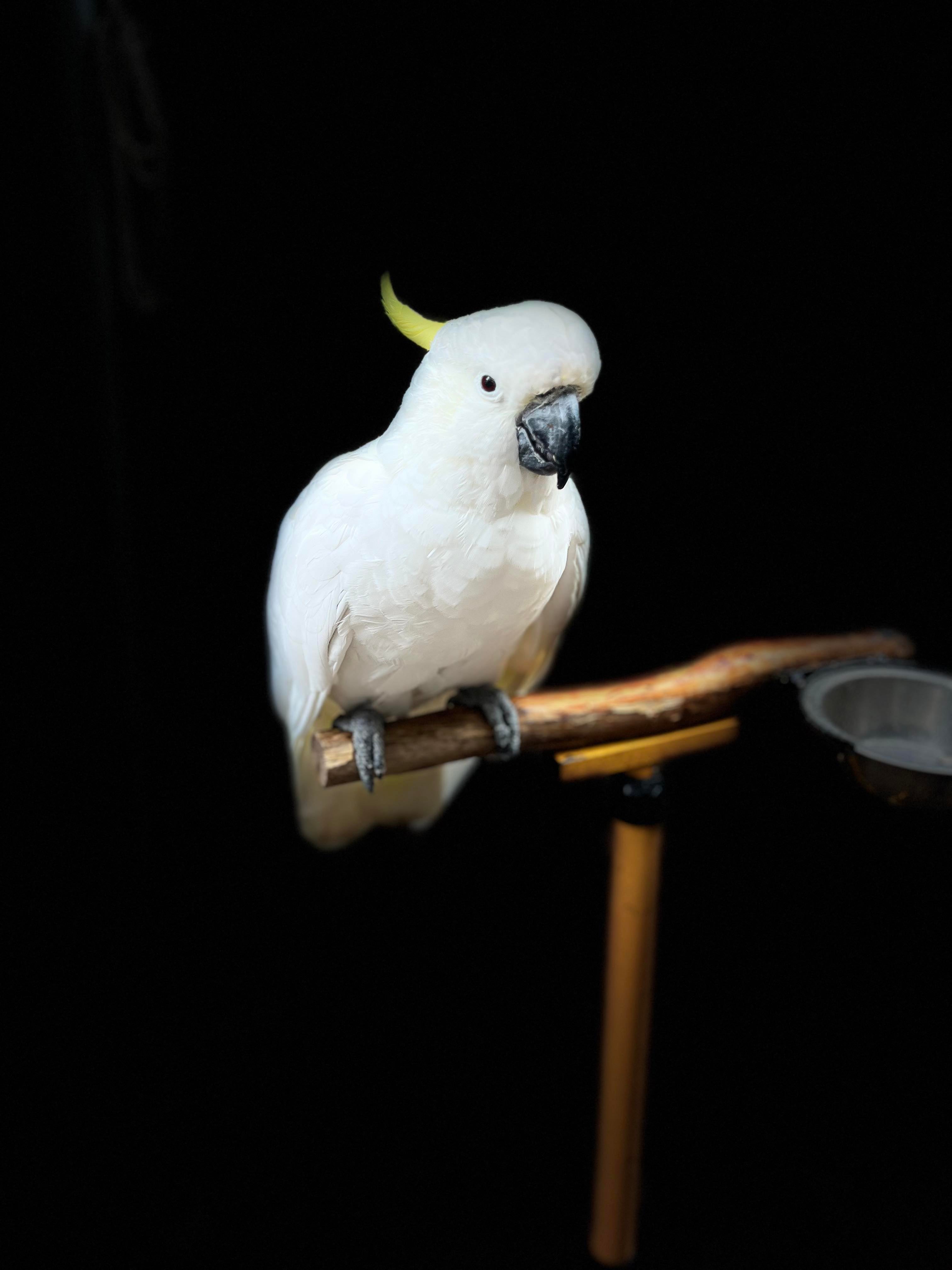 A white cockatoo with a small yellow crest perched on a wooden stand against a solid black background.