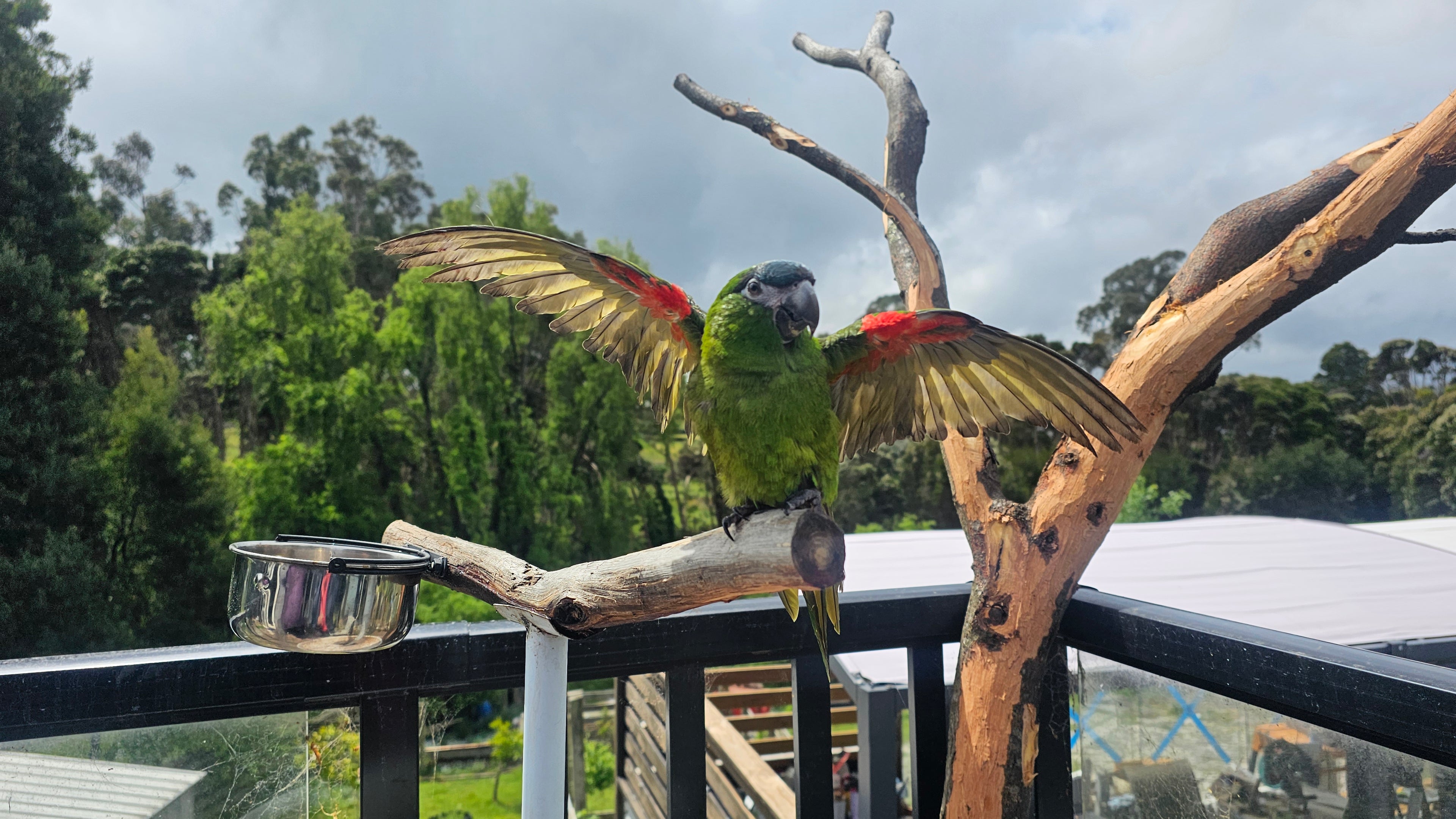 A green parrot with spread wings perched on a wooden branch in an outdoor setting, with trees and cloudy sky in the background.