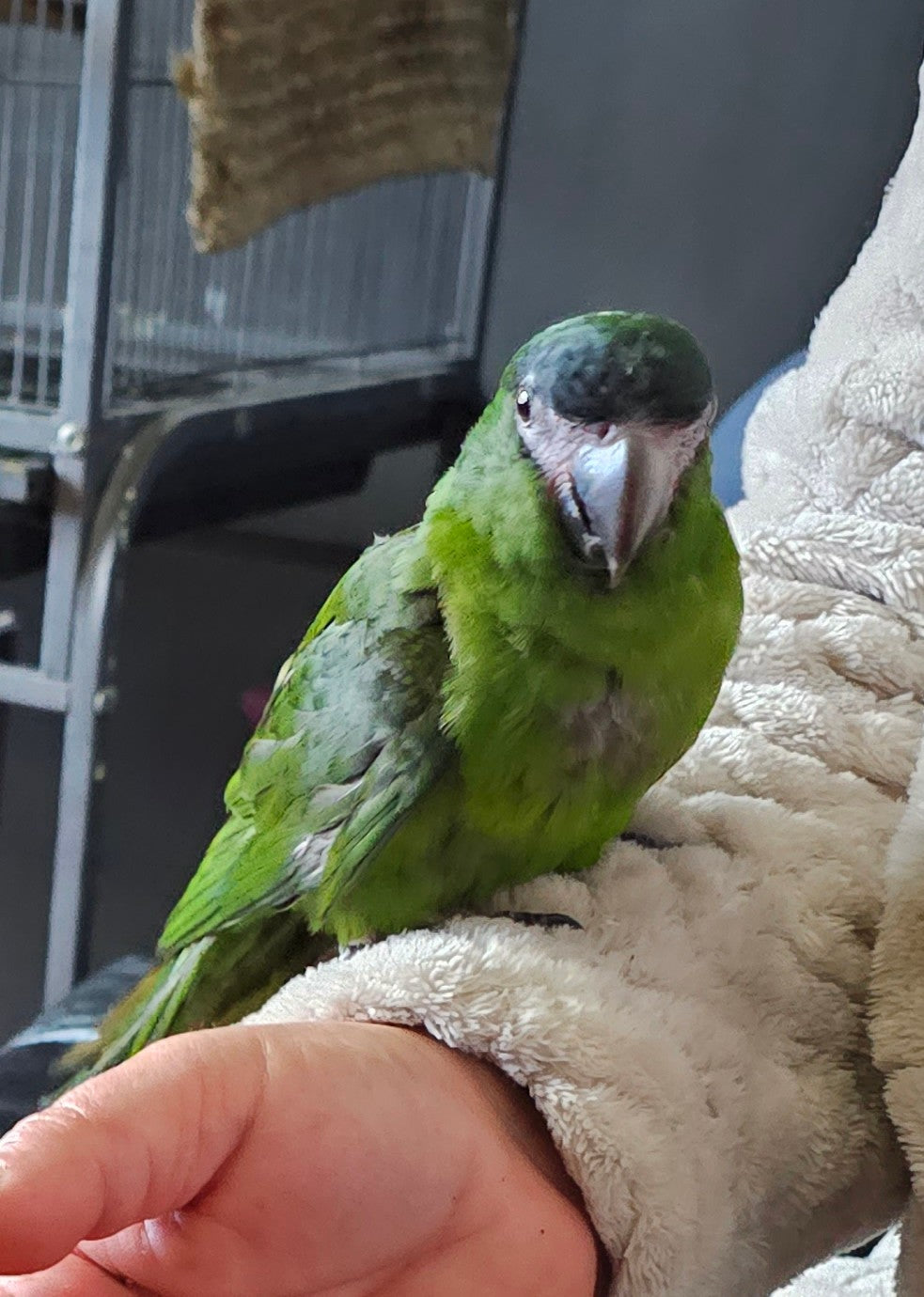 A green parrot perched on a person's hand wrapped in a beige fleece sleeve, with a metal bird cage visible in the background.