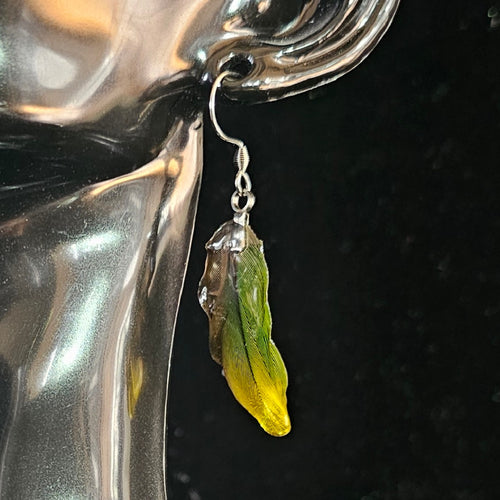 Daisy Duke Jenday Conure Feather Earrings | Handmade Parrot Feather Jewellery | MF-ER-1008