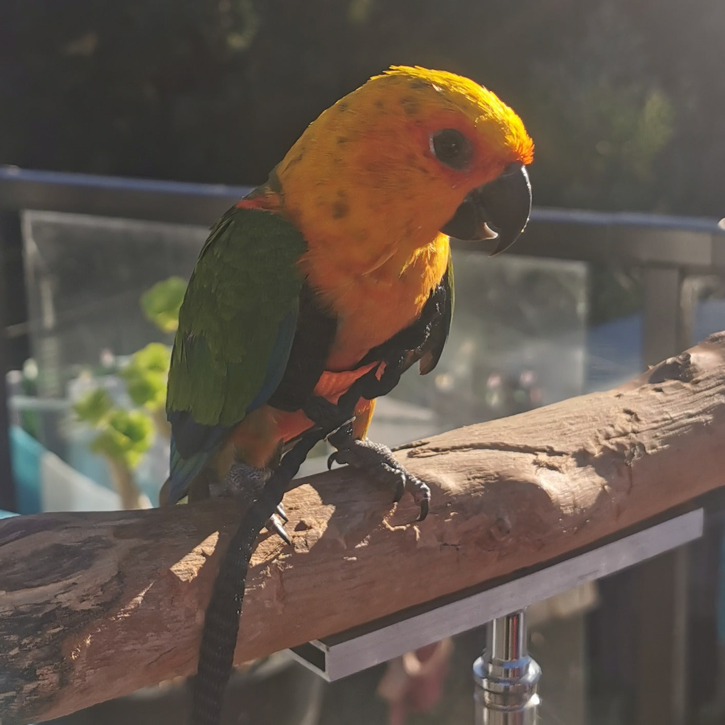 A small parrot with a bright yellow-orange head, green wings, and a black beak perched on a wooden railing outdoors.