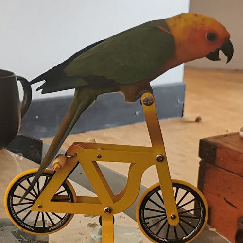 A Jenday conure perched on a birdy bike