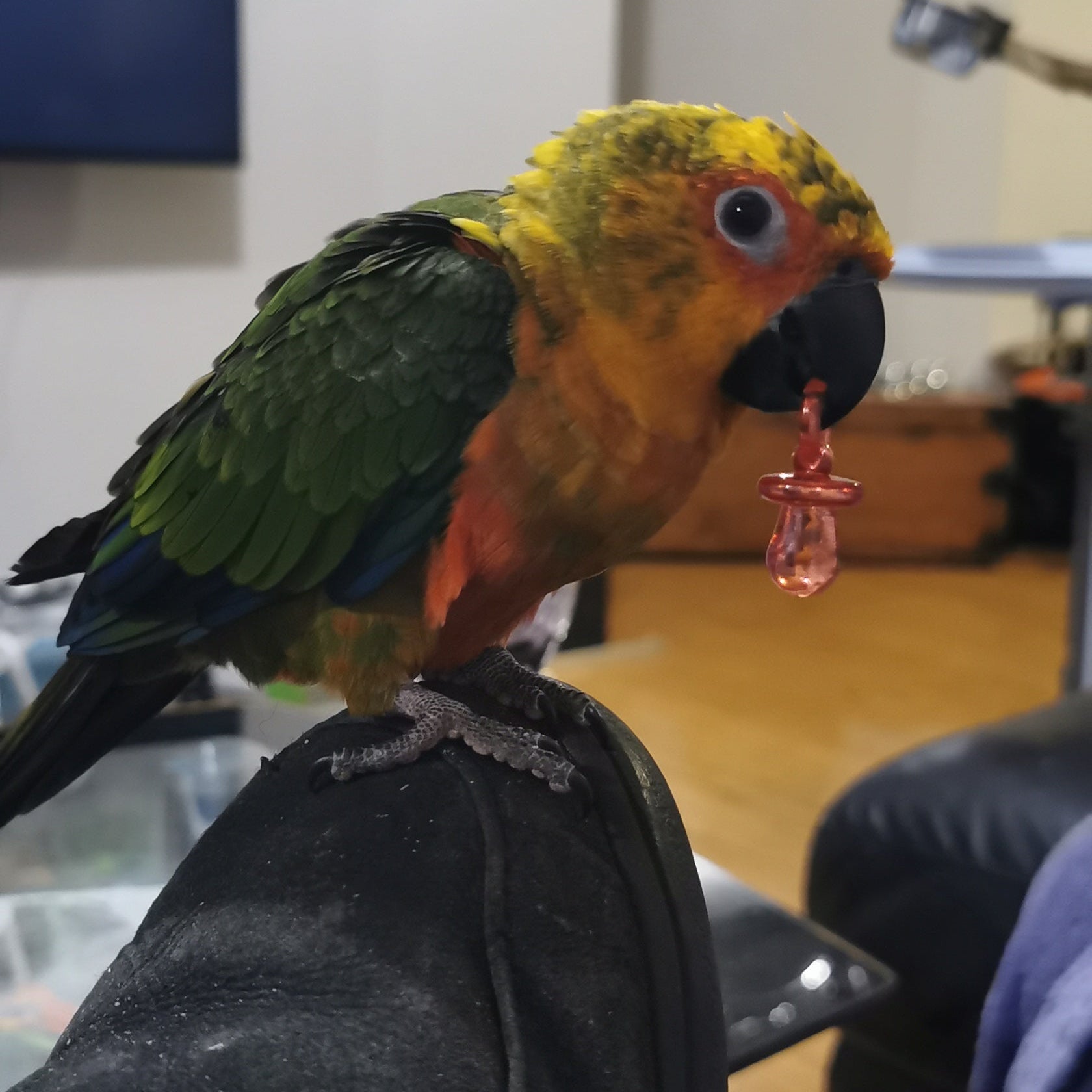 A colorful parrot perched on a black shoe in a home interior, holding a small pink hanging toy.