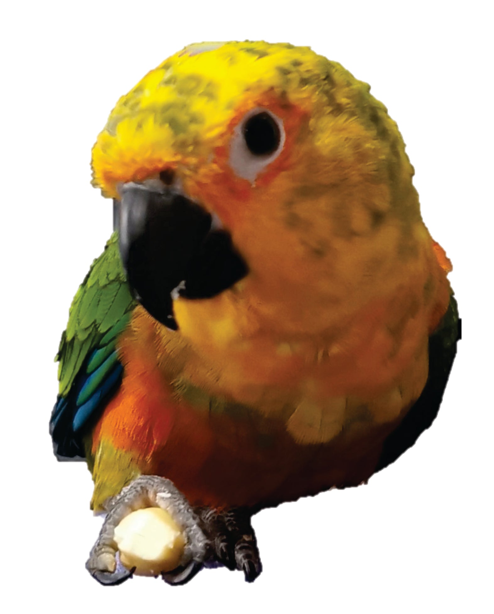 A close-up of a bright conure parrot with yellow, orange, green, and red feathers, a black beak, and one foot raised holding a small pale object, isolated on a white background.