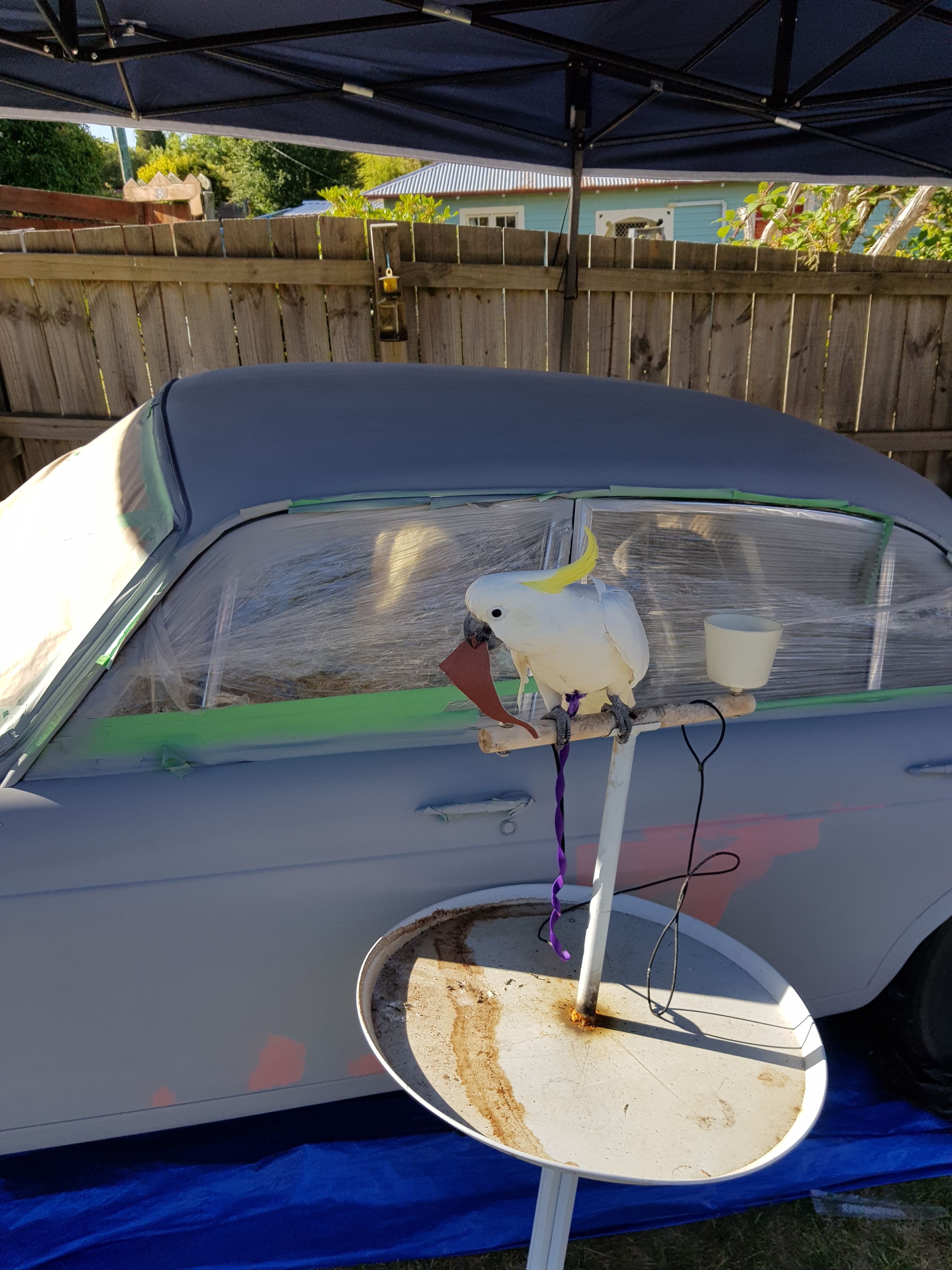 A white and yellow cockatoo perched on a metal pole in front of a gray vehicle