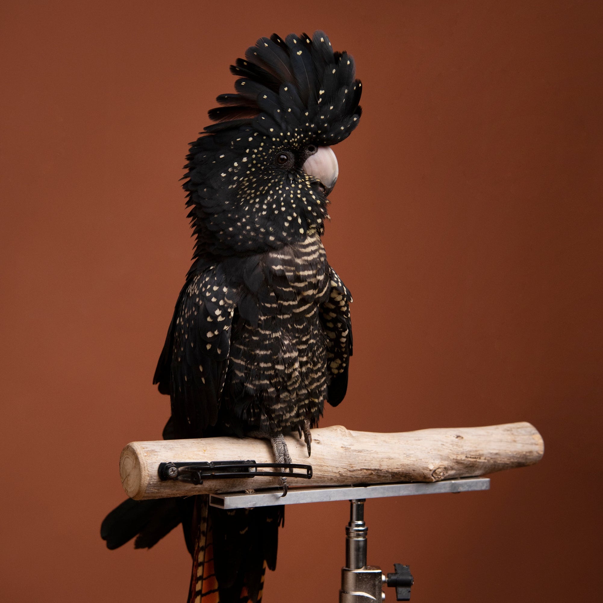 A black cockatoo with white speckles perched on a light wood dowel mounted on a metal stand, set against a solid warm brown studio background.