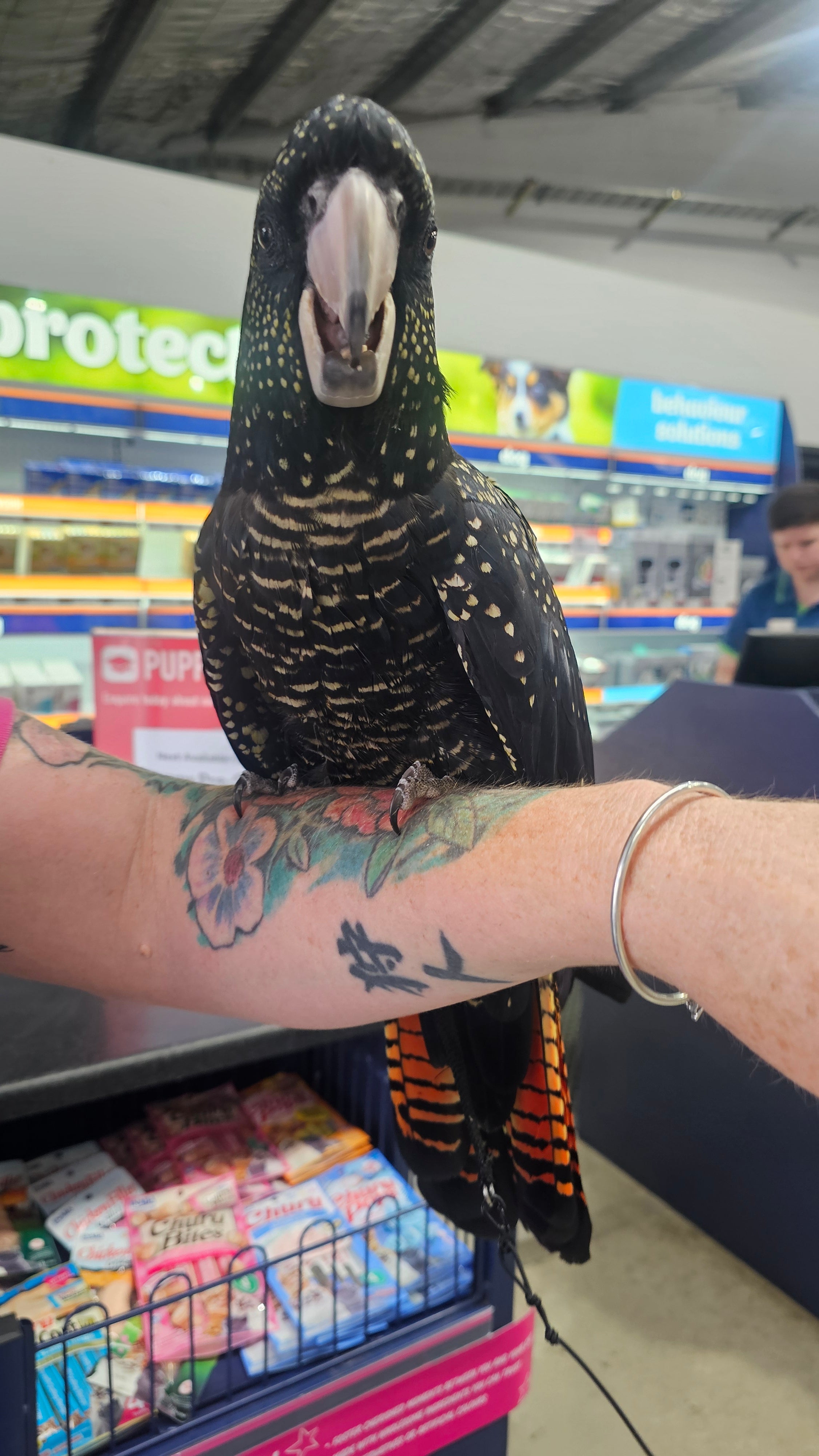 A black and gold bird, likely a red-footed parrot, being held on a person's tattooed arm inside a retail store.