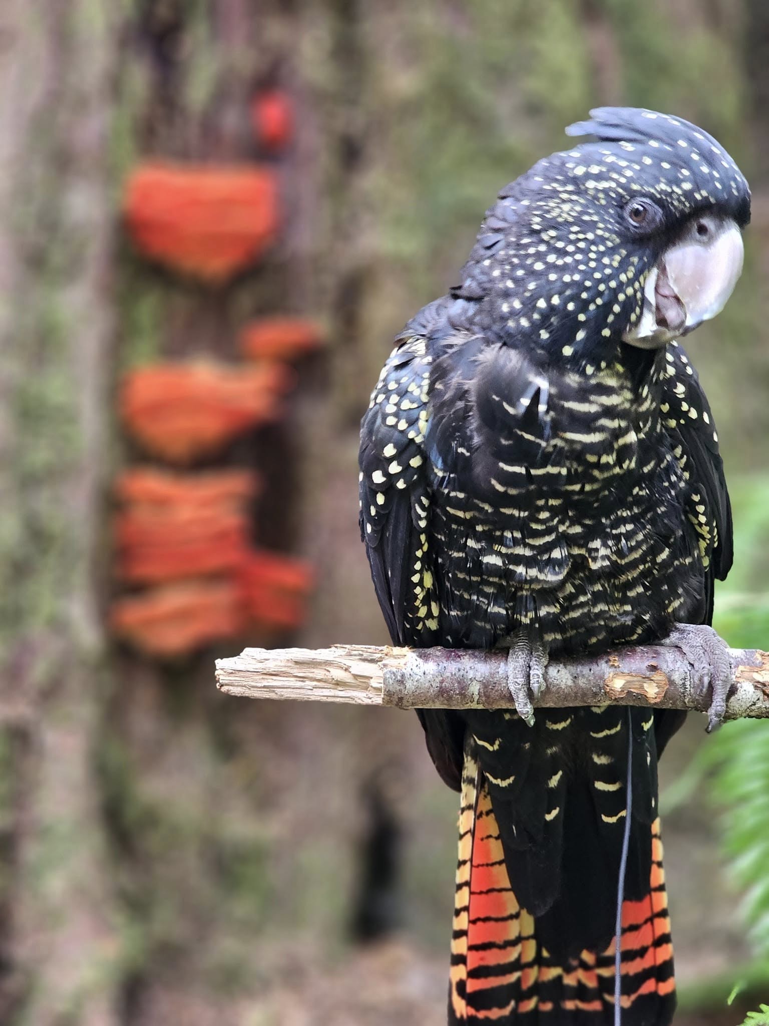 A black cockatoo with yellow speckles and a red-and-black tail perched on a branch in a blurred natural setting.