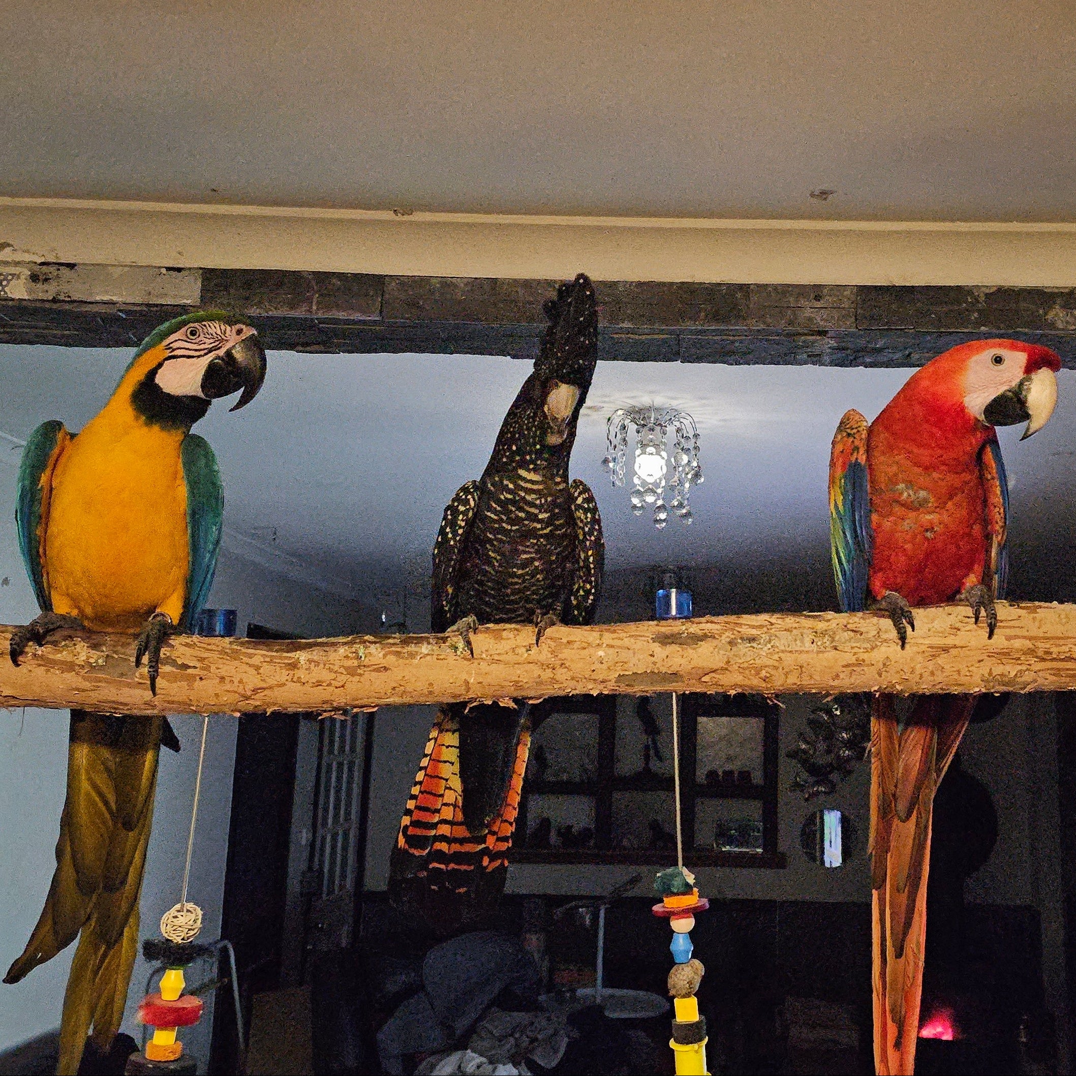 Three live parrots perched on a wooden hanging perch in a home interior setting.