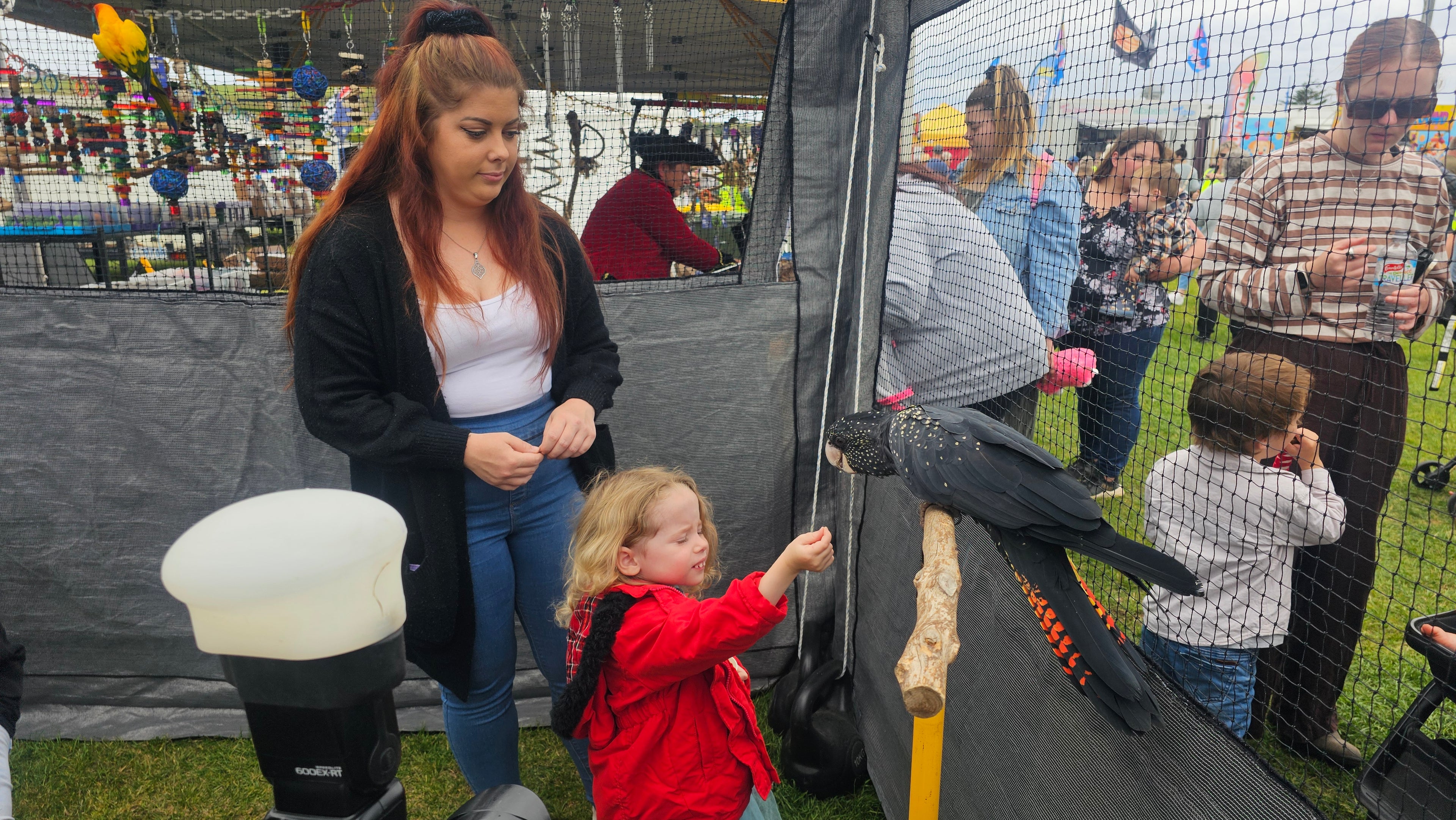 A black bird perched on a wooden stand at an outdoor fair, with a young child reaching toward it and adults standing behind .