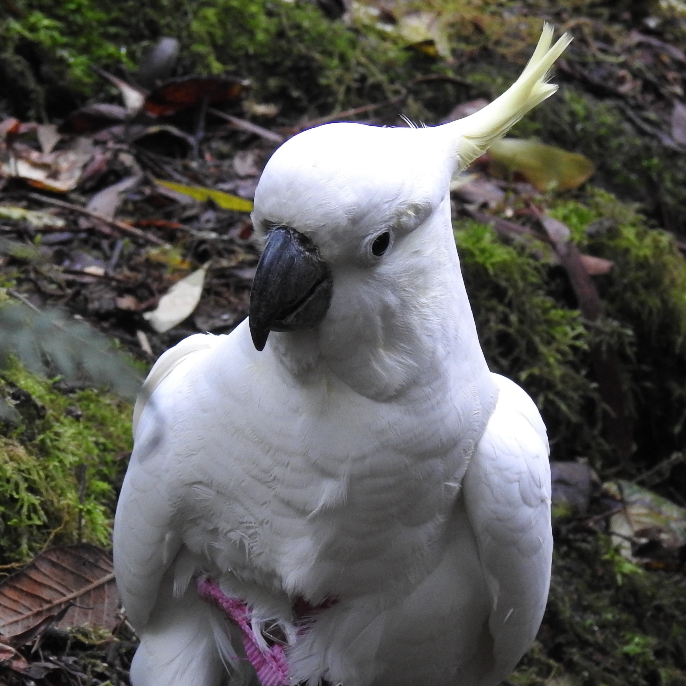 A white cockatoo with a raised crest and dark beak, standing outdoors on a mossy, leaf-covered ground.