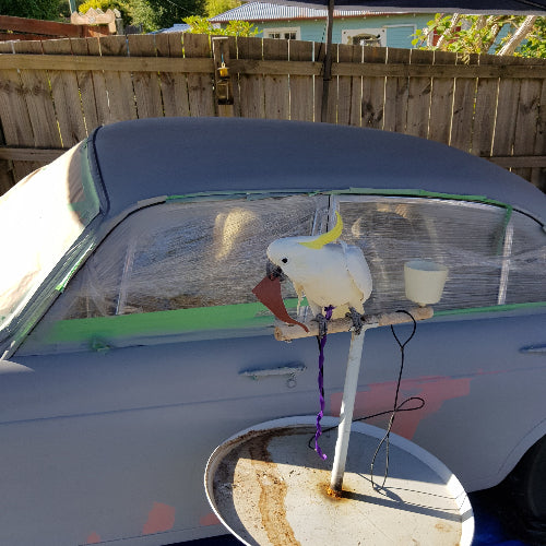 Kichi the Sulpher Crest Cockatoo being number 1 helper in prepairing bodywork for the "Pink Panther"