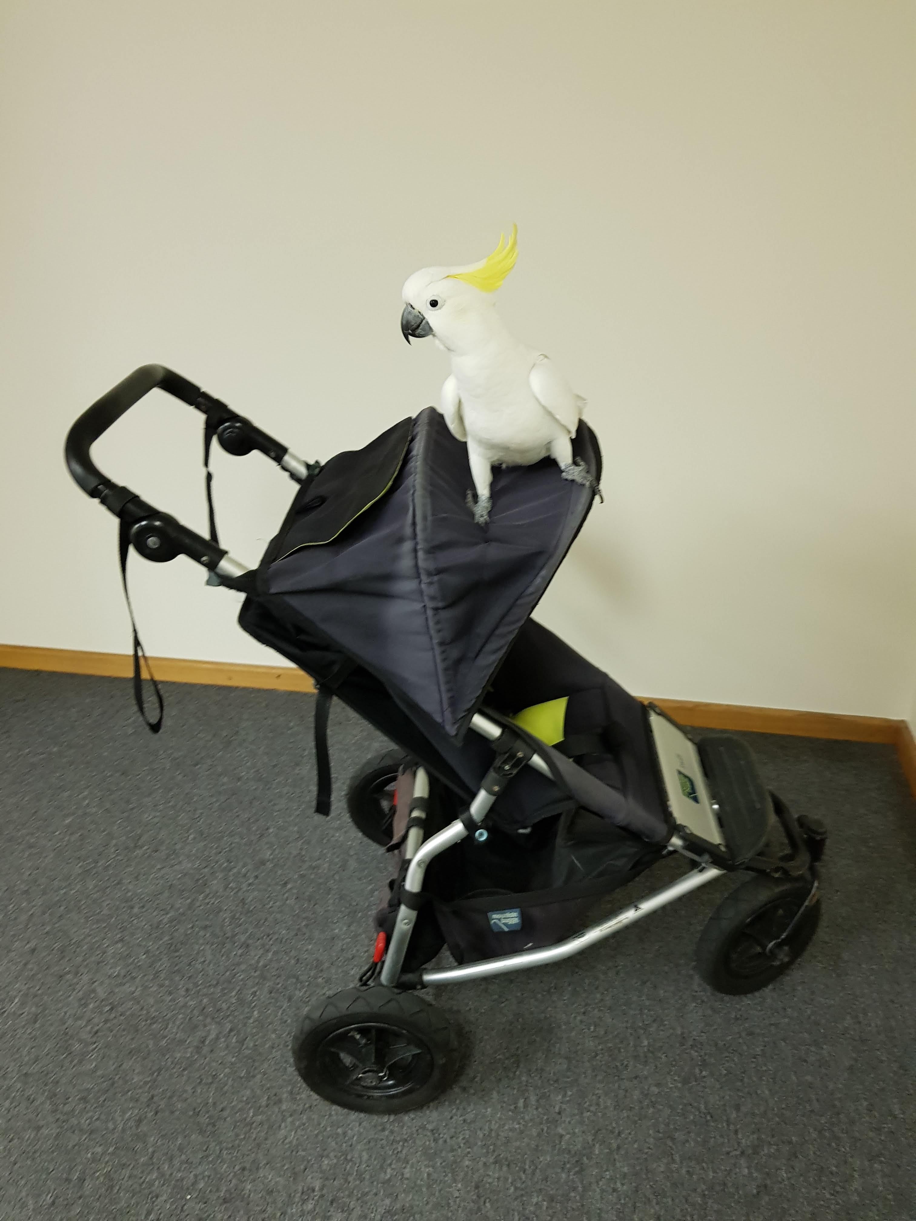 A white cockatoo toy with a yellow crest perched on a black stroller with a silver frame, photographed indoors on a gray carpeted floor against a beige wall.