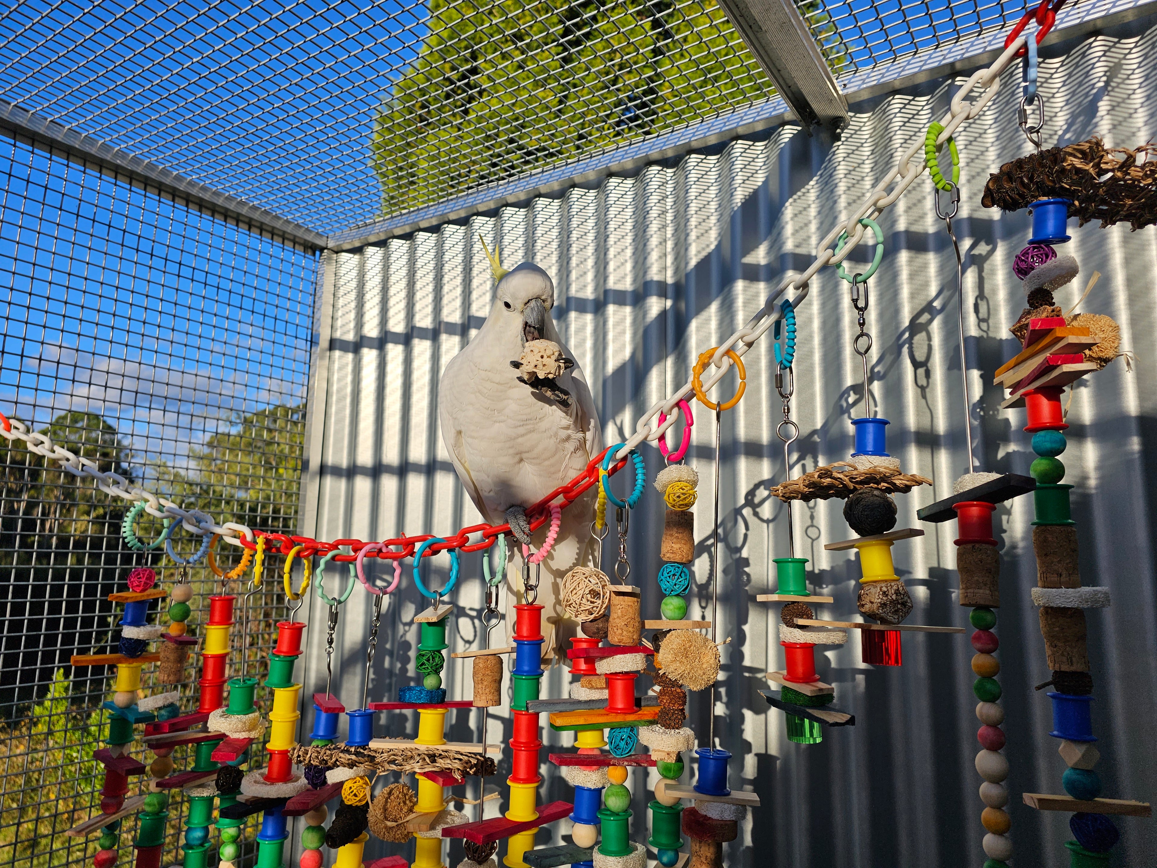 A white cockatoo perched on a colorful bird enrichment setup inside a fenced outdoor enclosure, with hanging toys, ropes, and wooden perches against a corrugated metal wall.