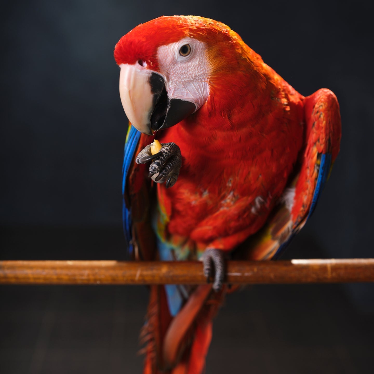 Luna the Scarlet Macaw