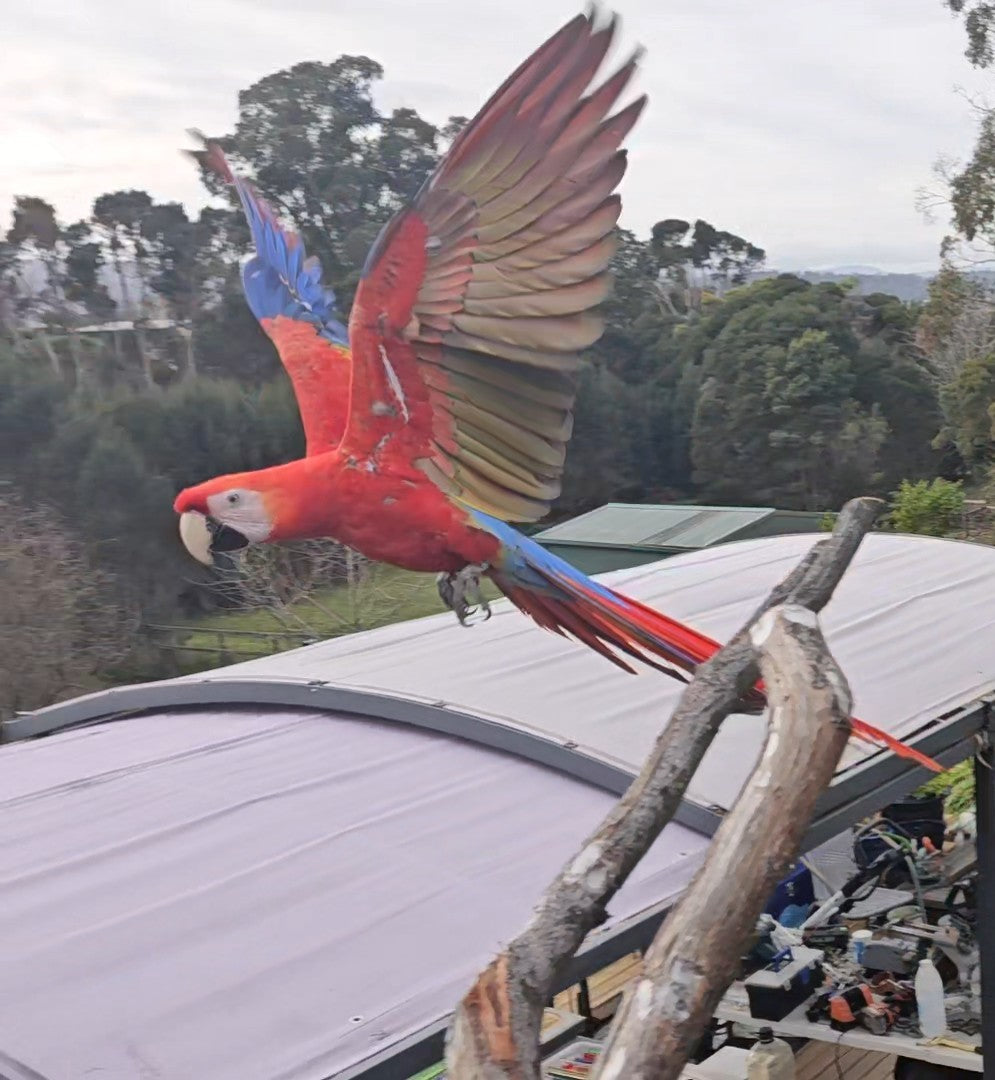 A bright red and blue macaw parrot in flight with wings spread.
