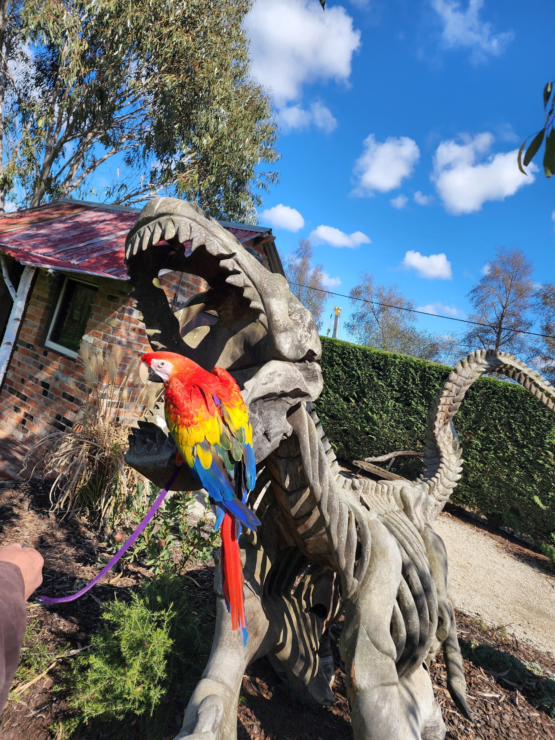 A live scarlet macaw parrot perched on the open mouth of a large gray dinosaur skeleton sculpture in an outdoor backyard setting with a brick house, green hedges, and a blue sky with clouds.