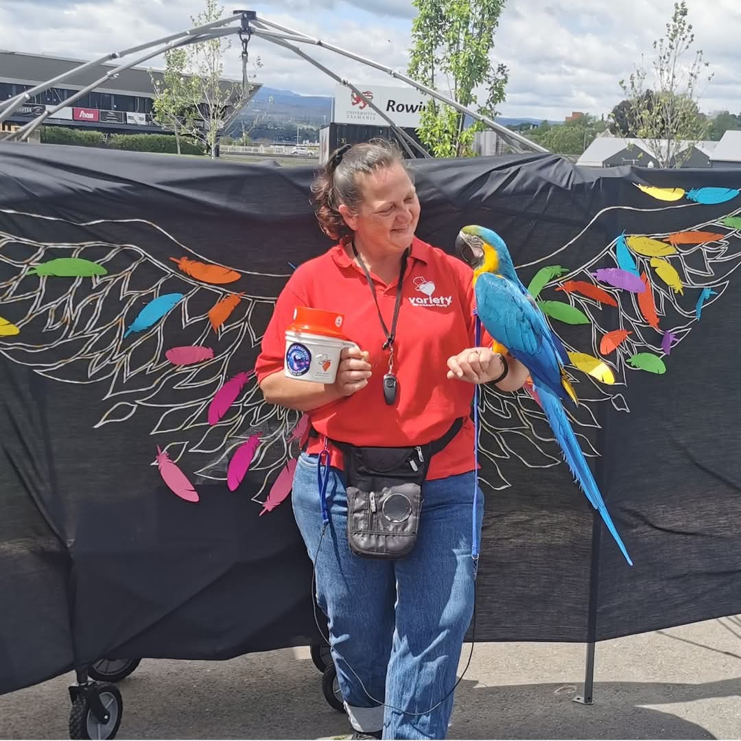 A woman in a red shirt and blue jeans stands outdoors holding a blue and yellow macaw on her arm, with a black canopy and colorful feather artwork behind them.
