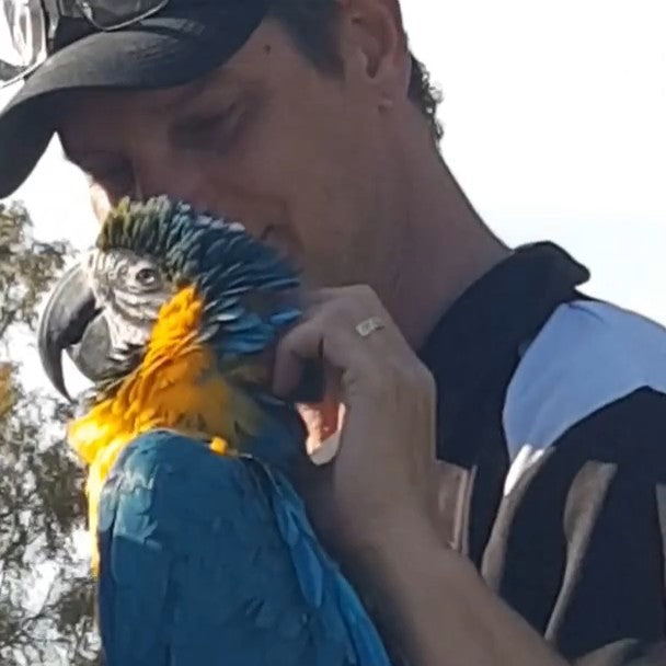 A close-up lifestyle shot of a man holding and petting a vibrant blue and yellow macaw parrot.
