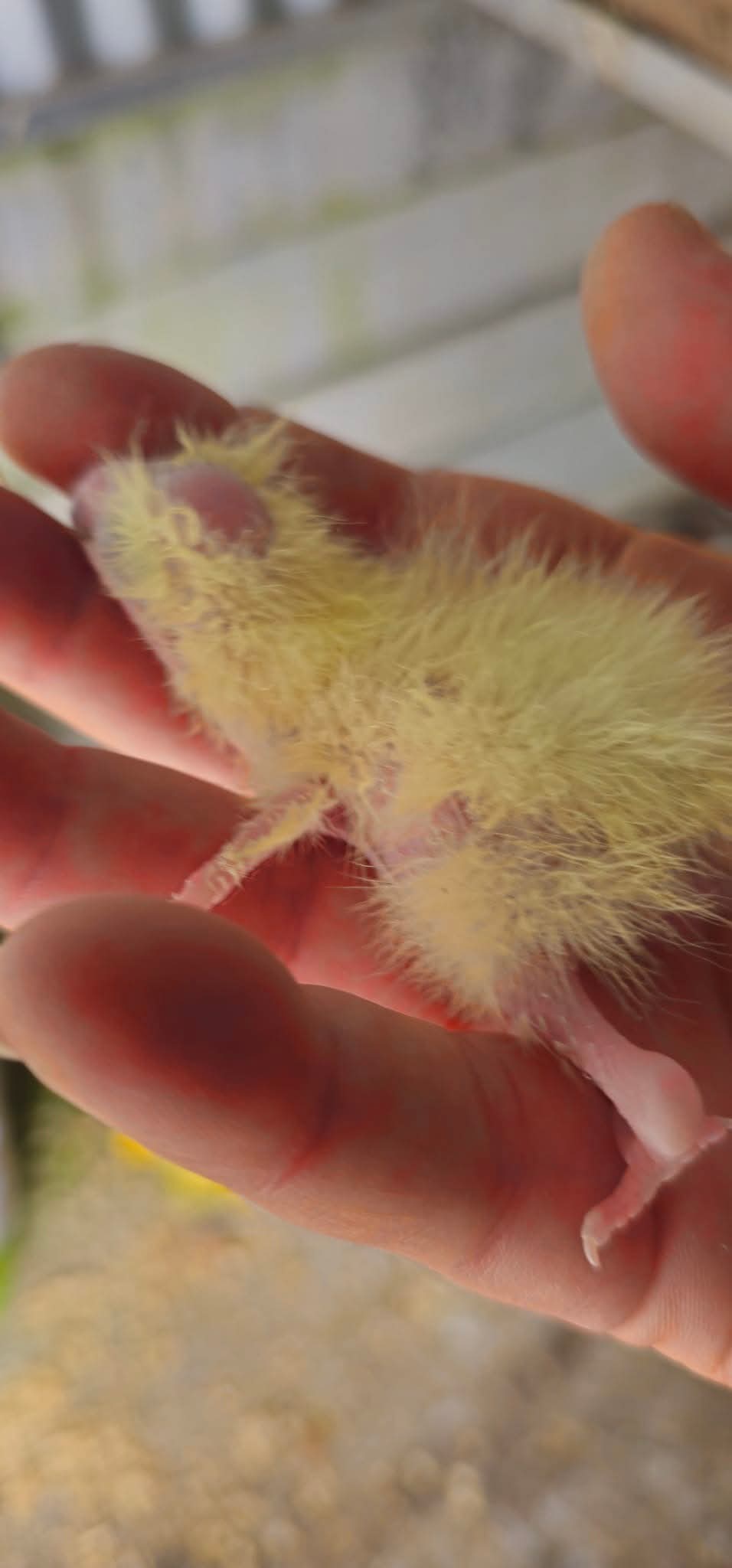 A very small, fuzzy yellow baby bird being held gently in a person's hand.