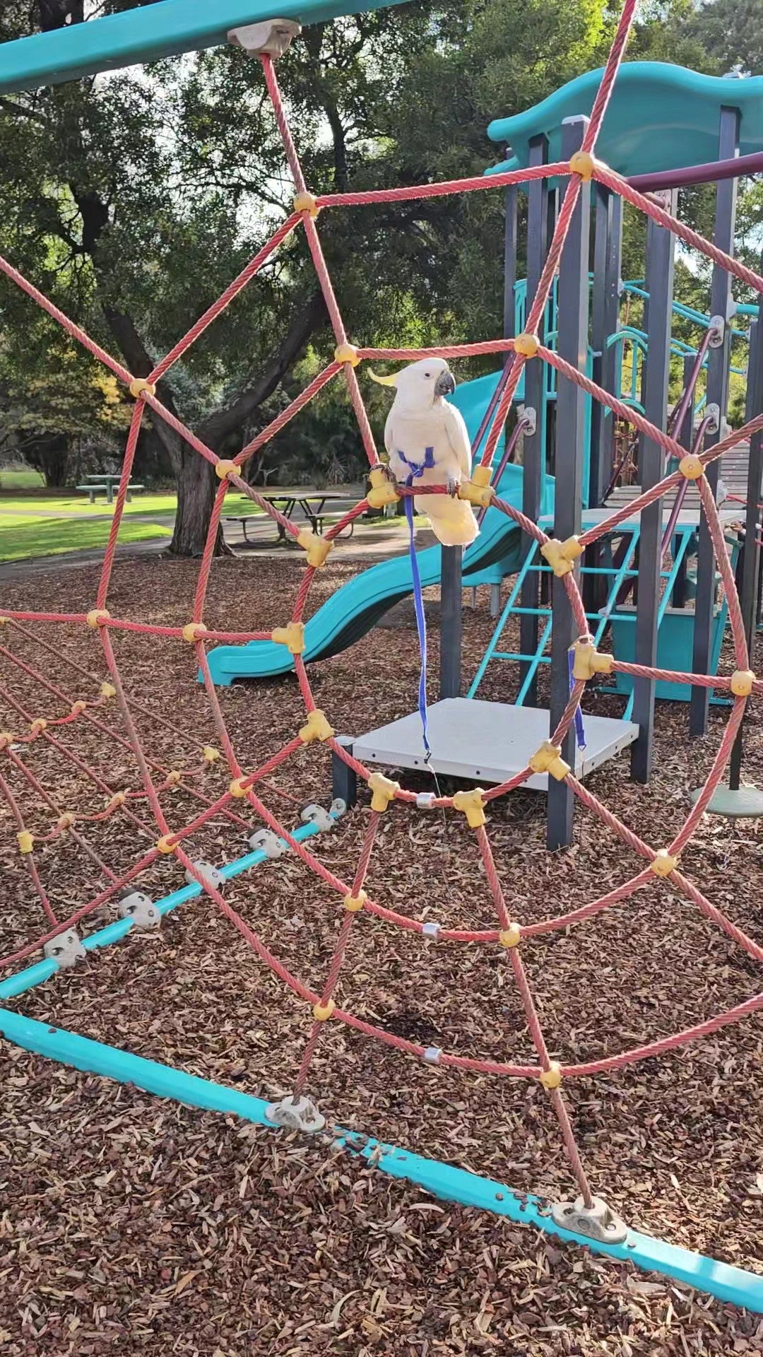 A white and yellow bird, likely a cockatoo, wearing a purple harness, perched on a red rope climbing net at an outdoor playground with a blue slide and play structure in the background.