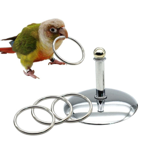A conure playing with the bird safe ring toss game