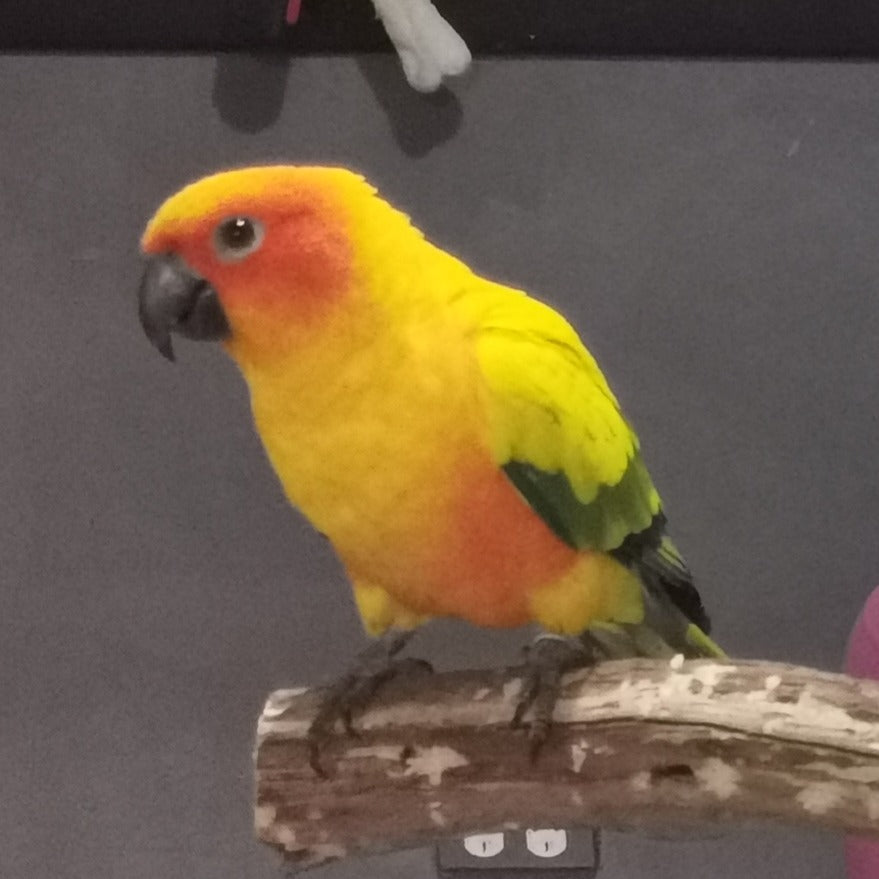 A small sun conure parrot with a bright yellow body, orange face and chest, green wings, and a dark beak perched on a wooden branch against a dark gray background.