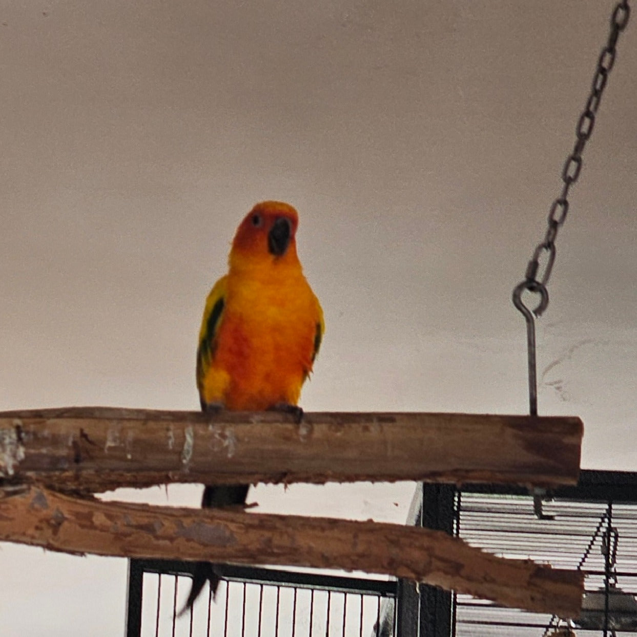 A bright yellow and orange sun parrot perched on a wooden hanging perch inside a cage, with a chain and metal cage bars visible against a plain light wall.