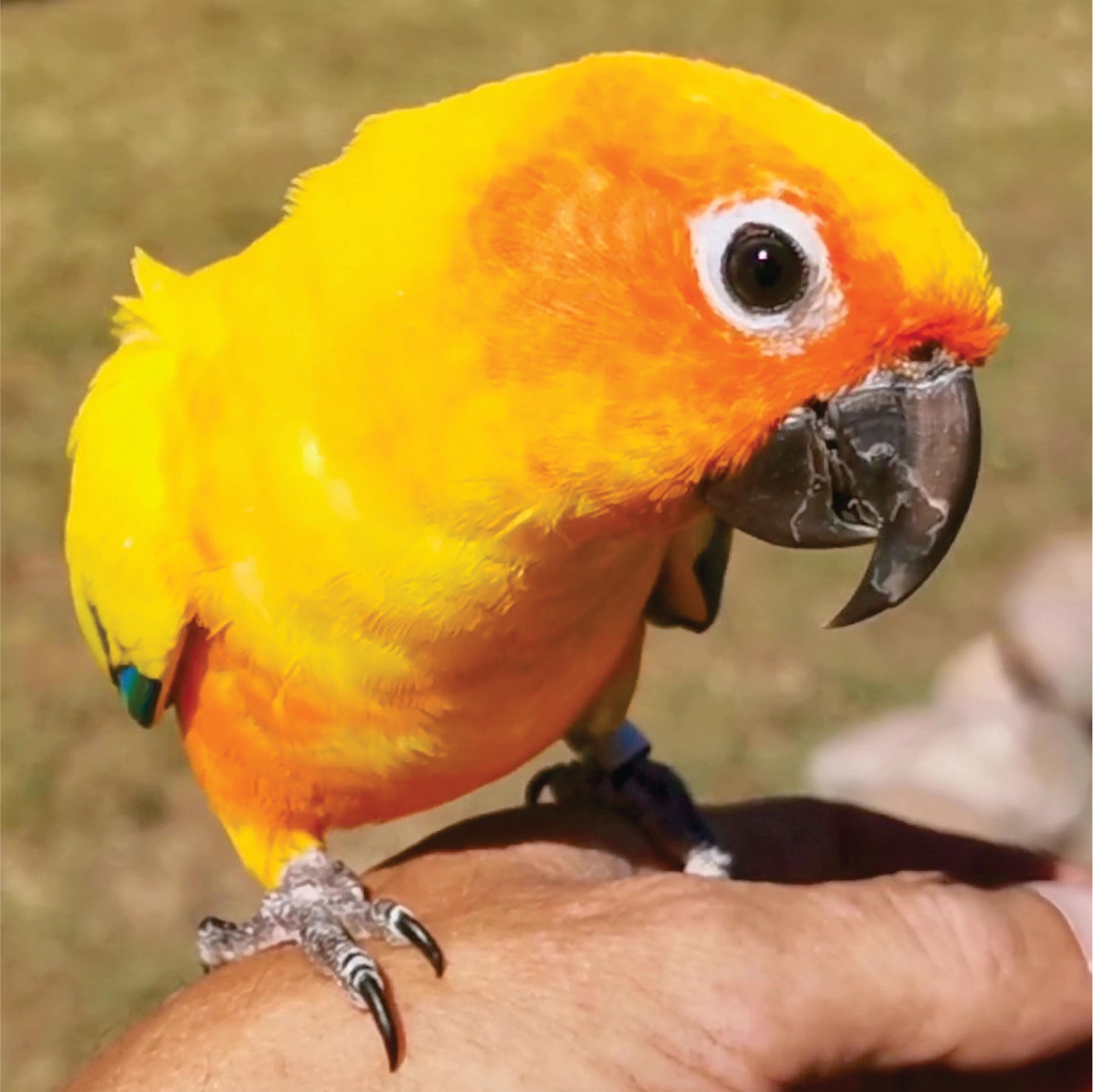 A close-up of a bright yellow and orange sun parrot perched on a person's hand, with a blurred grassy outdoor background.