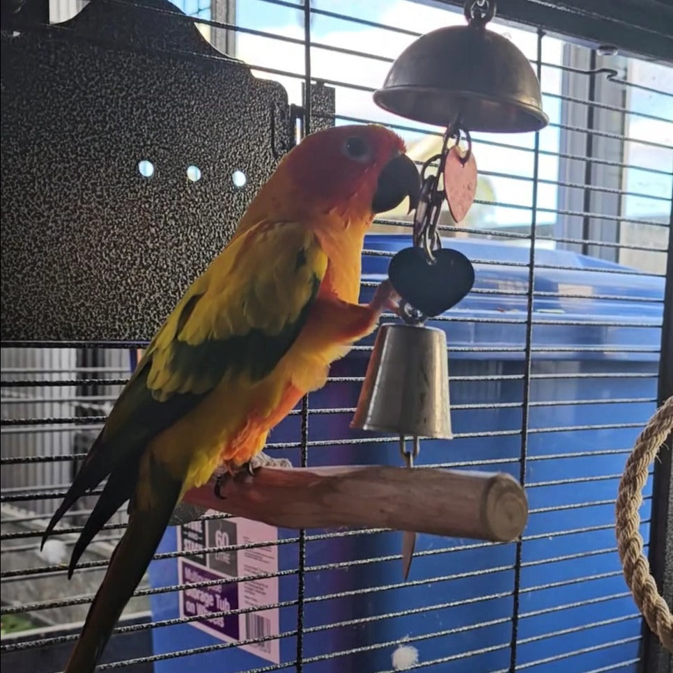 A bright yellow and orange parrot perched on a wooden branch inside a bird cage, interacting with a hanging metal bell and heart-shaped keychain.