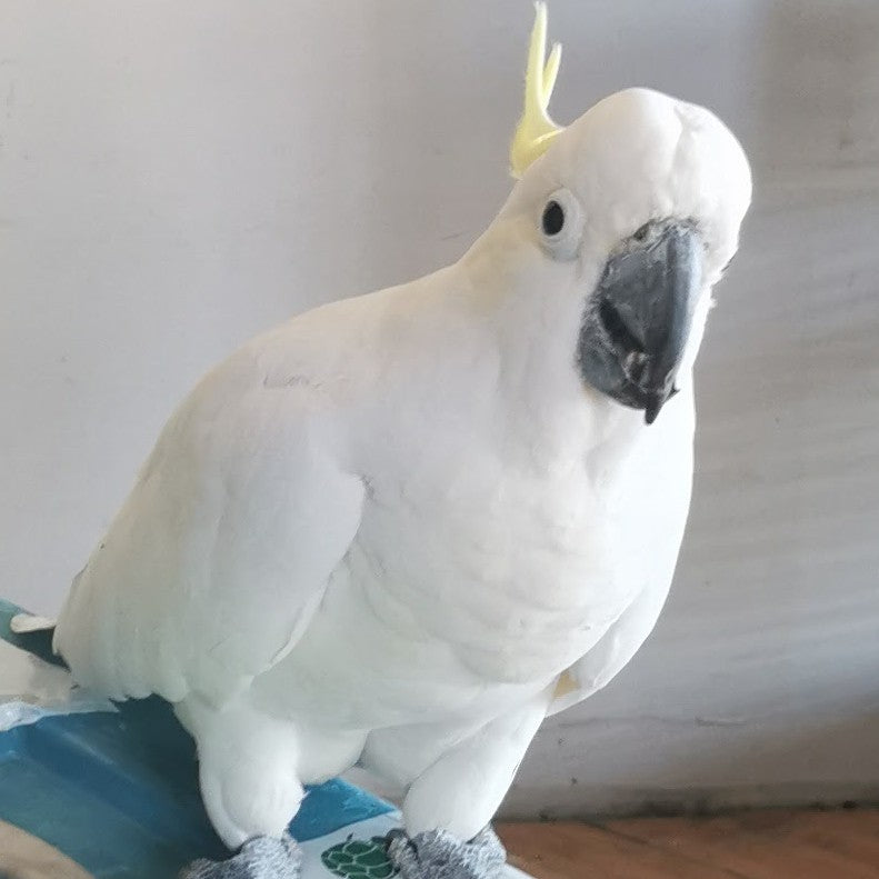 A white cockatoo with a yellow crest and dark beak perched indoors on a blue and white surface against a plain light wall.
