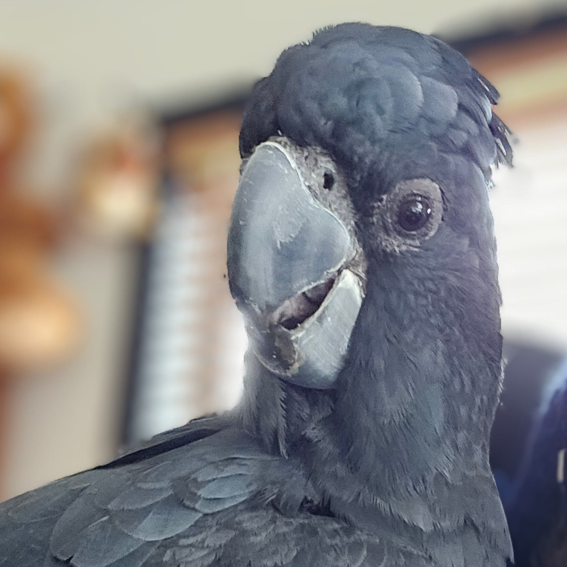 Zero the Red Tail Black Cockatoo
