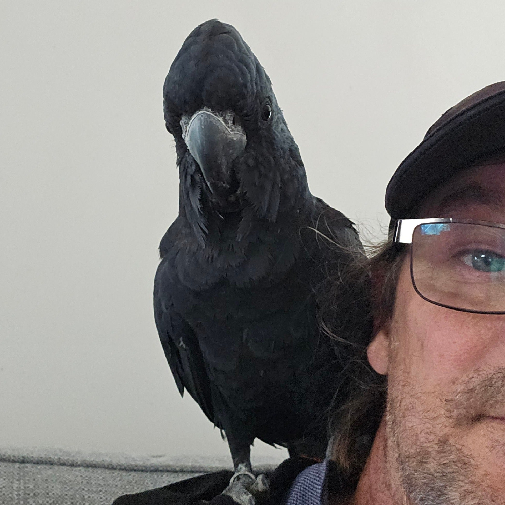 A black bird with a gray beak perched on a person's shoulder, with the person wearing glasses and a dark cap partially visible on the right against a plain light background.